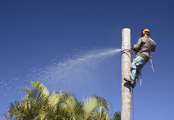 Best Commercial Tree Services  in , WI