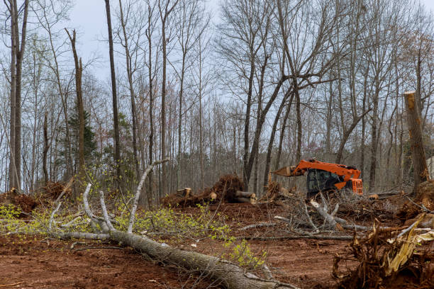 Best Tree Cabling and Bracing  in , WI