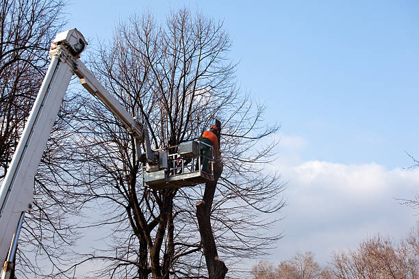 Best Stump Grinding and Removal  in , WI